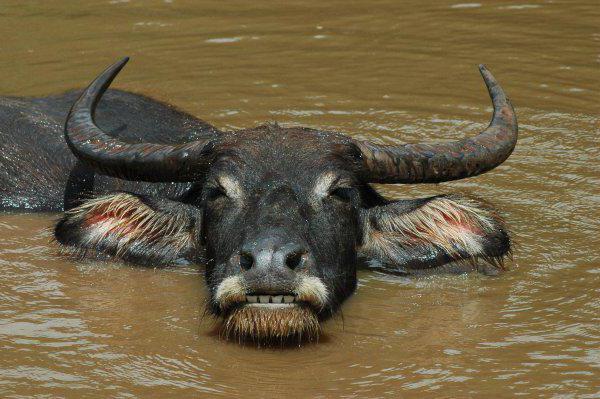Как называется водяной буйвол