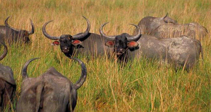 Water buffalo