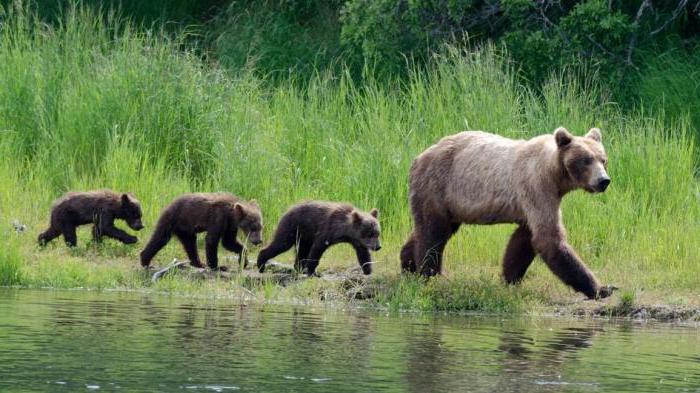 nature of the Vladimir region