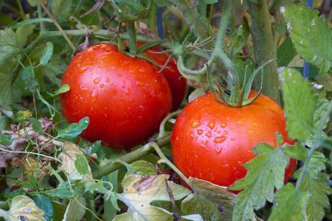 томаты в открытом грунте