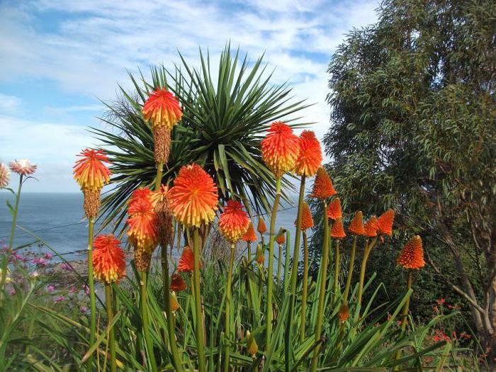 flowers knifofiya planting and care cultivation