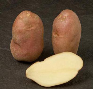 рассада картофеля