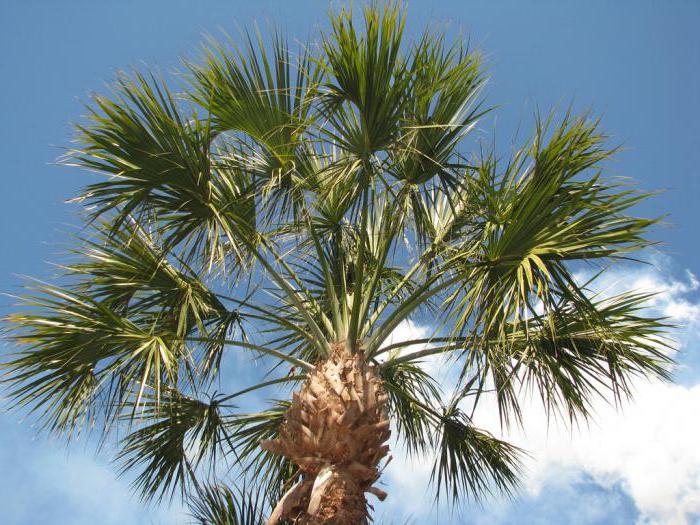 Почему важно удобрять пальмы