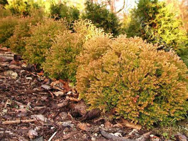 thuja western golden glob