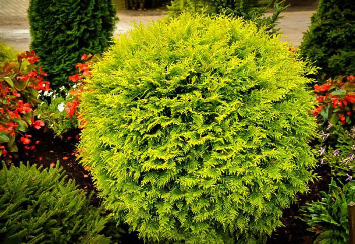 perennial shrubs