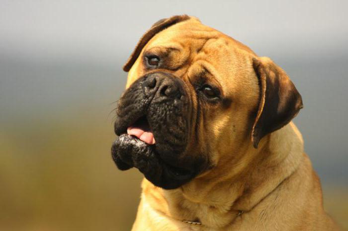 Bullmastiff breed characteristic