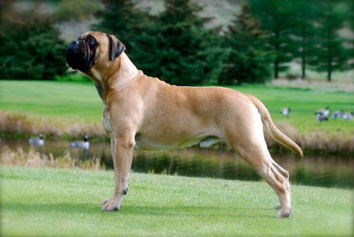 bullmastiff photo description