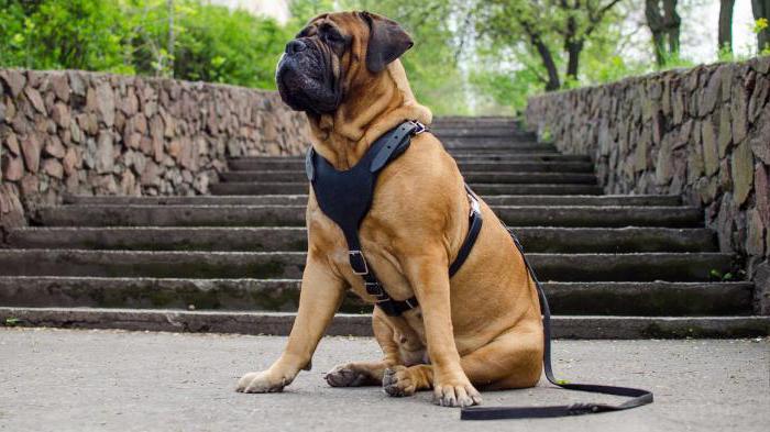 bullmastiff dog characteristic