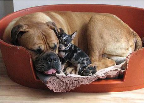 dog bullmastiff breed characteristic