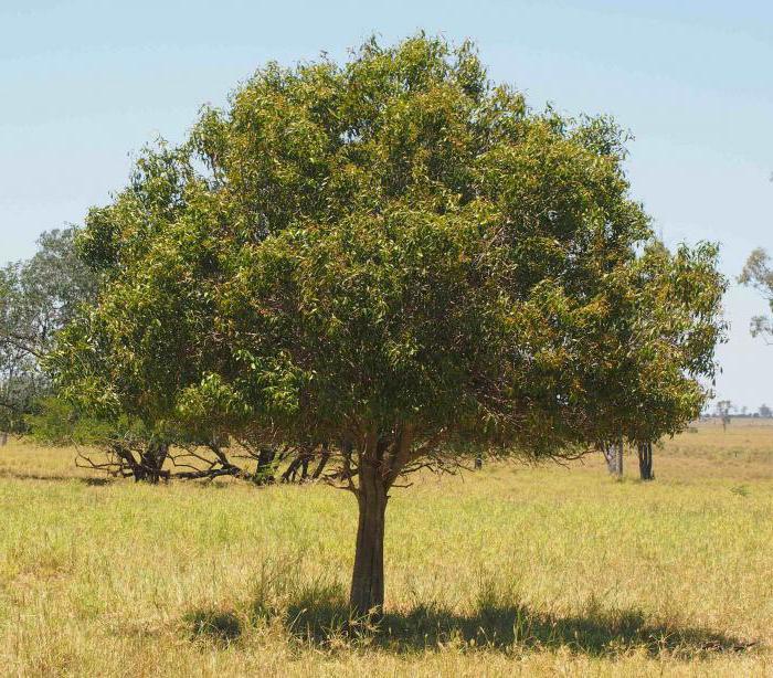 дерево джида как вырастить