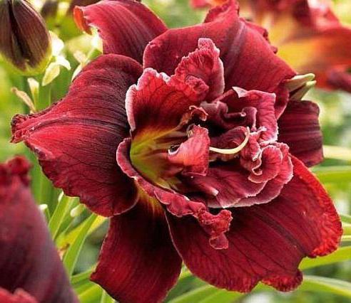 new daylily varieties