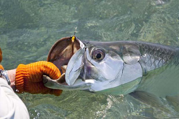 tarpon fish is the largest