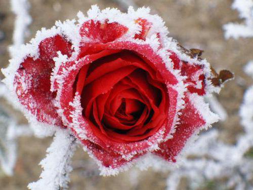 Укрывной материал для роз какой выбрать на зиму