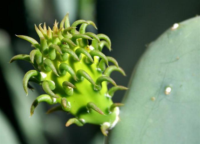 размножение кактусов в домашних условиях