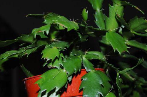 уход и размножение кактусов