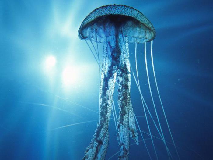 документальные фильмы про подводный мир