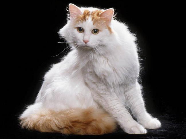 турецкий ван порода кошек фото