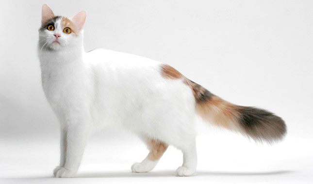 турецкий ван порода кошек информация