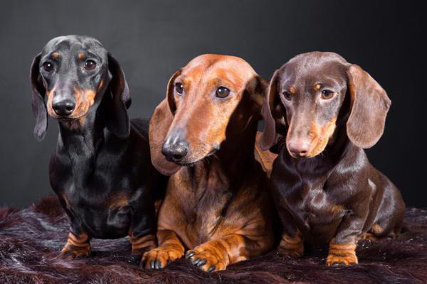 dogs dachshund species