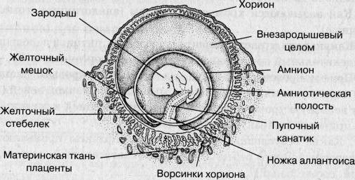 провизорные органы млекопитающих