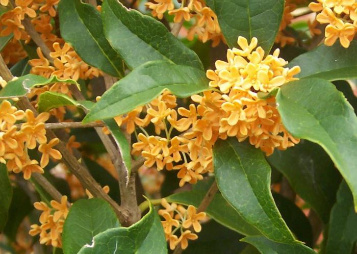 Osmanthus flowers.