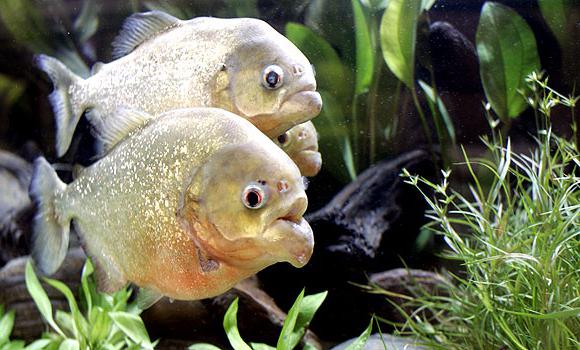 What does a piranha fish look like