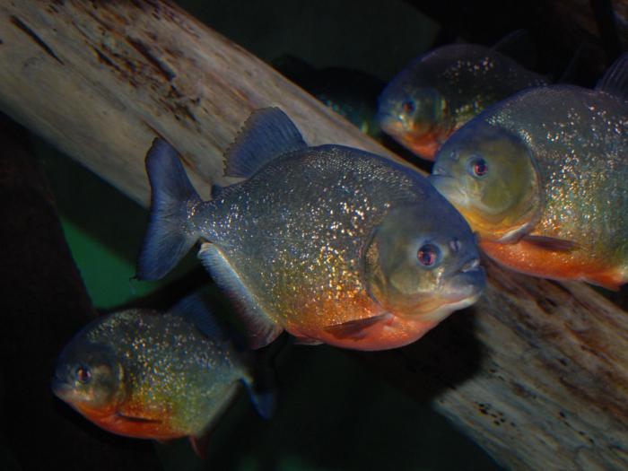 Piranha Predatory Fish