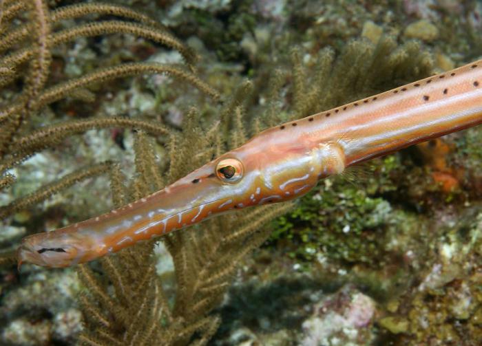 Trumpet fish.