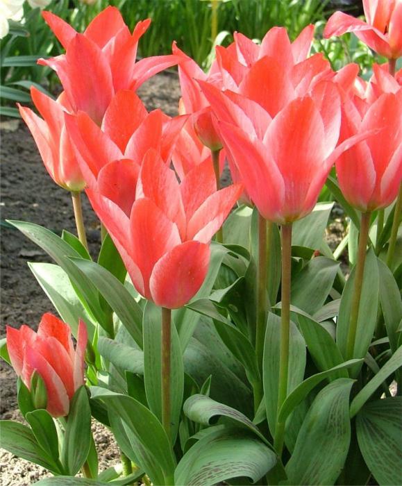 Тюльпан алиби фото и описание