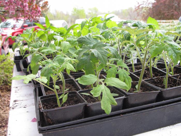 Sowing tomato seeds for seedlings.