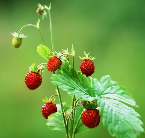 Sowing strawberry seeds for seedlings.