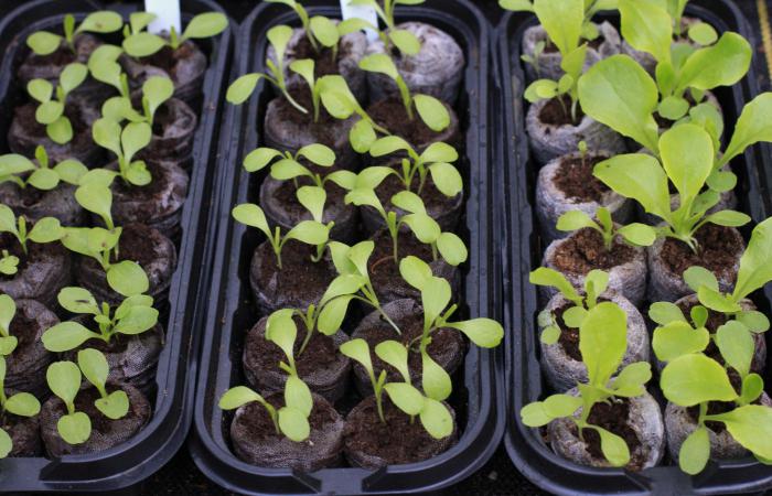 Sowing petunia seeds for seedlings.