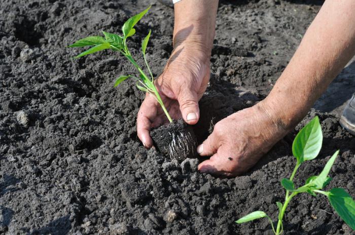 Sowing seeds of sweet pepper: seedlings.