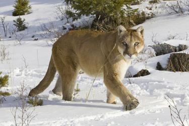 Animals living in North America.