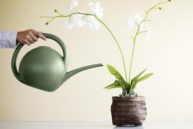 Болезни орхидей и их лечение.