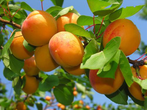 Сорта абрикосов для средней полосы России.
