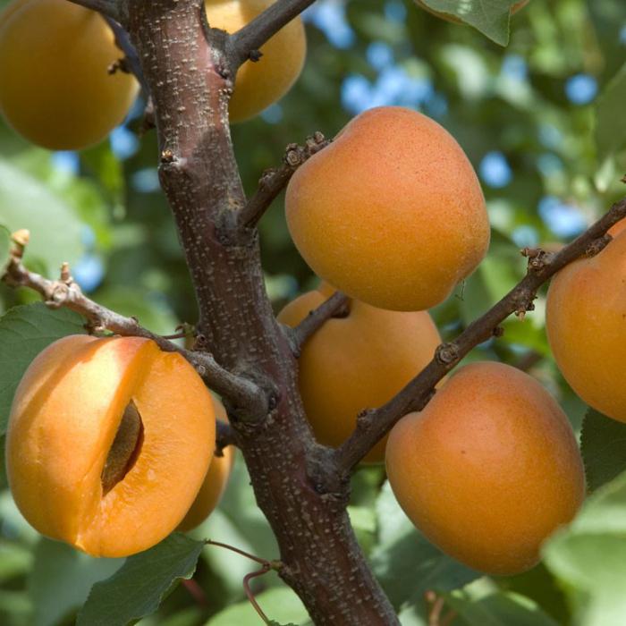 Выращивание абрикосов в средней полосе России.