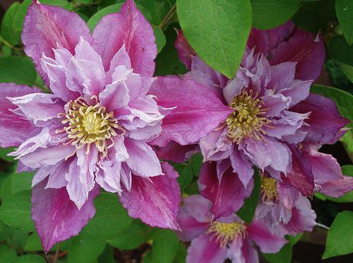 Clematis Piilu.