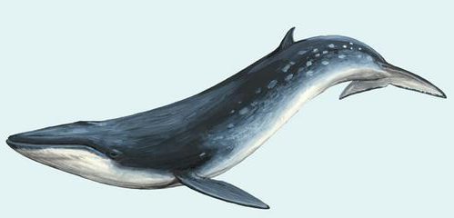 Усатые киты:фото