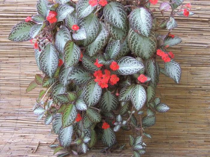 Комнатные растения фото и названия цветущие красным цветом с названием