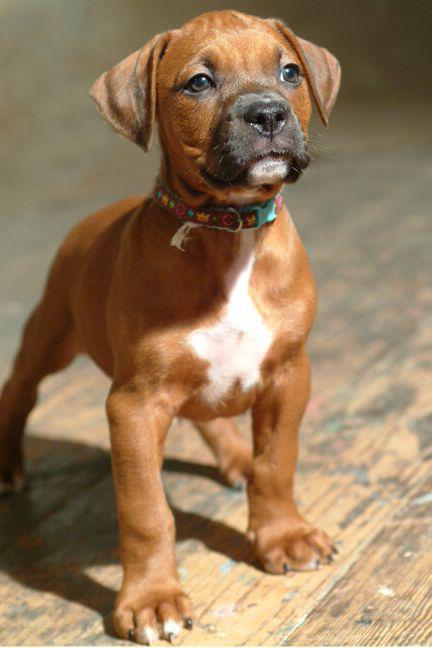 Rhodesian ridgeback breed.