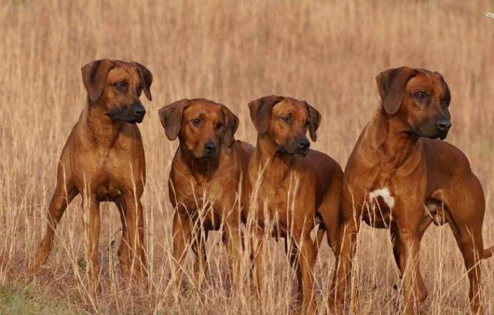 Rhodesian Ridgeback.