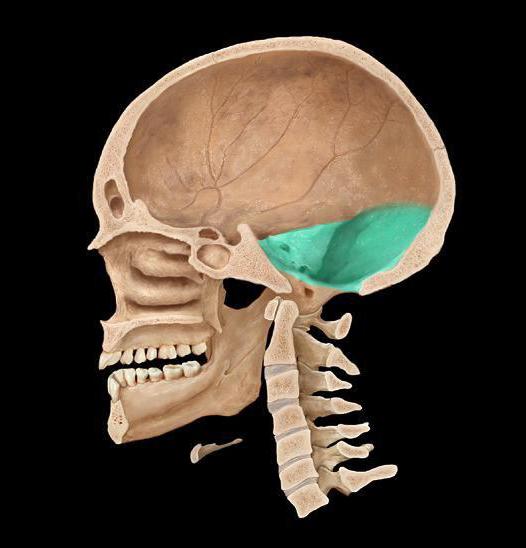 какие кости образуют основание черепа