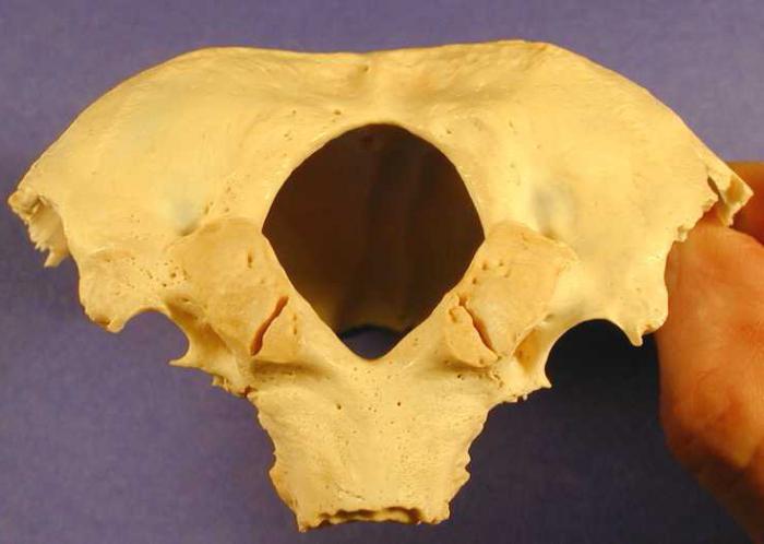 анатомия черепа человека