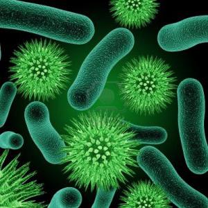 Какие бактерии являются возбудителями болезней? Бактерии и человек