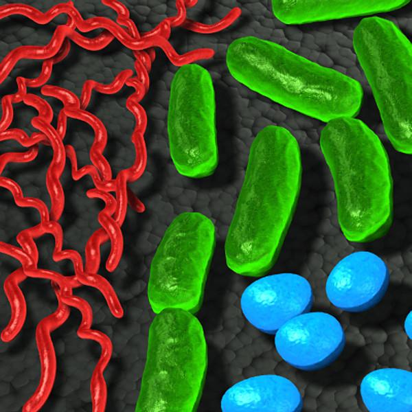 Бактерии являются возбудителями болезней