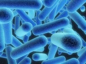 Возбудителями какой болезни являются бактерии
