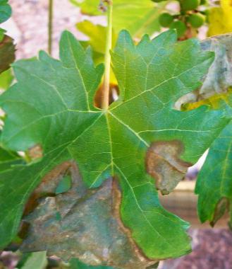 grape anthracnose