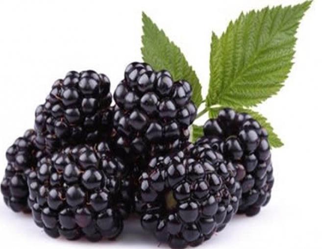 blackberry varieties