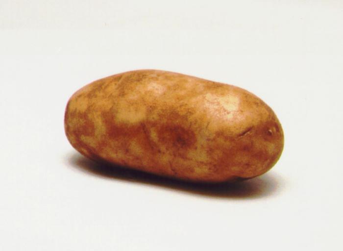 Характеристика картофеля Рокко